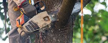 Best Arborist Consultation Services  in Montello, WI