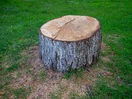 Best Tree Trimming and Pruning  in Montello, WI