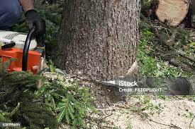 Best Tree Disease Treatment  in Montello, WI