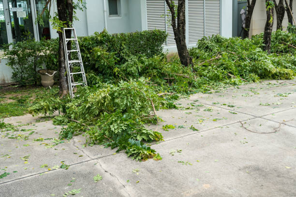 Best Tree Cabling and Bracing  in Montello, WI