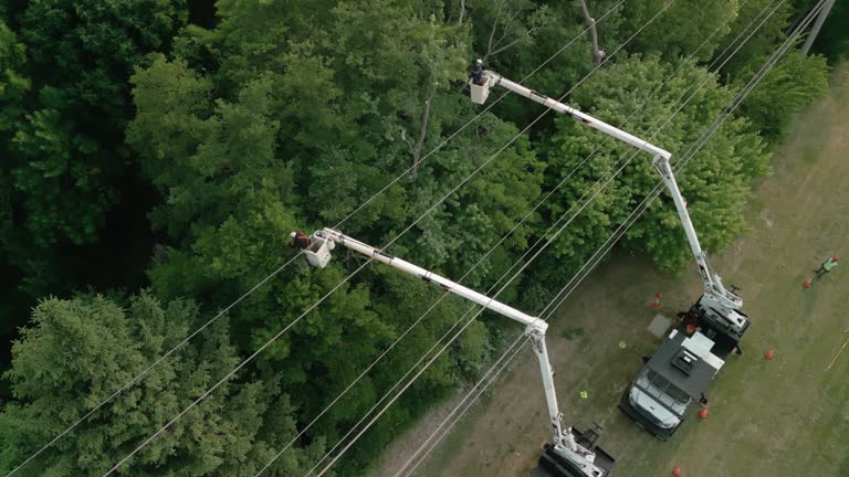 Professional Tree Removal in Montello, WI