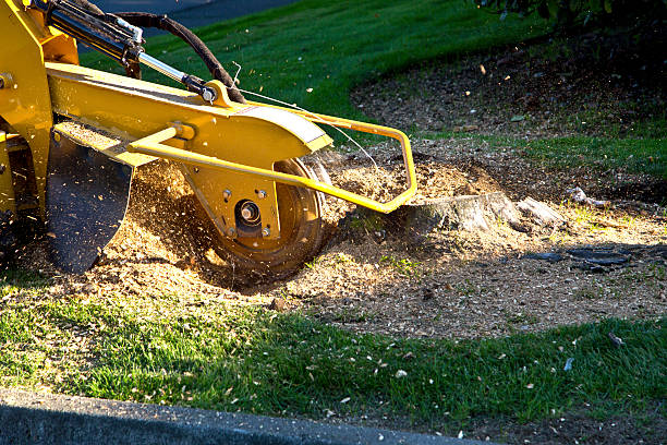 Best Lawn Grading and Leveling  in Montello, WI