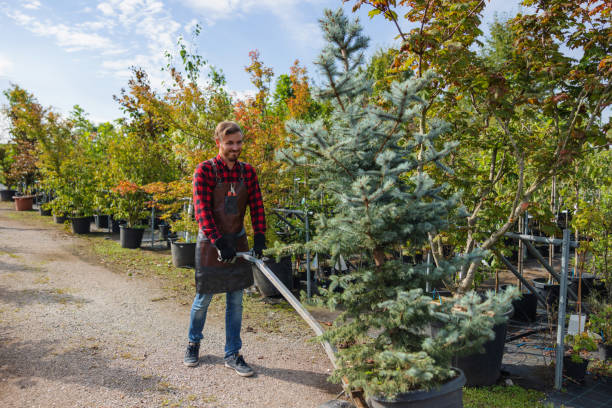 Best Palm Tree Trimming  in Montello, WI