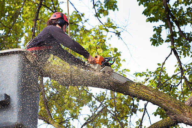 Best Lawn Maintenance Plans  in Montello, WI