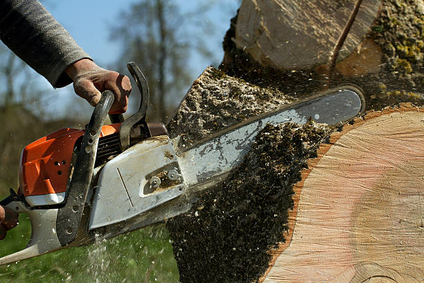 Best Tree and Shrub Care  in Montello, WI