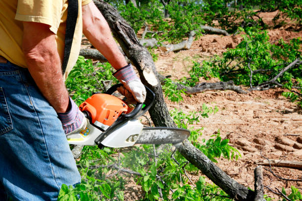 Best Tree Mulching  in Montello, WI