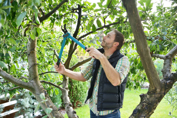 Best Tree Health Inspection  in Montello, WI